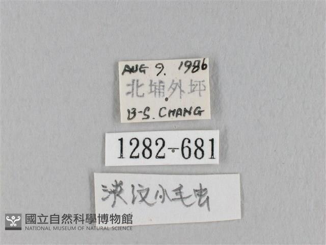 淡紋斜帶枯葉蛾藏品圖，第3張