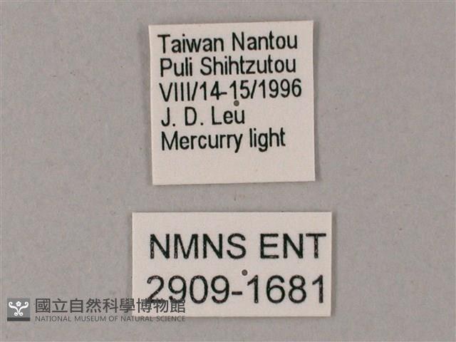 榆綠天蛾藏品圖，第3張