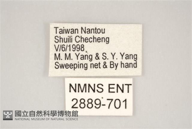 藍灰蝶沖繩亞種藏品圖，第3張