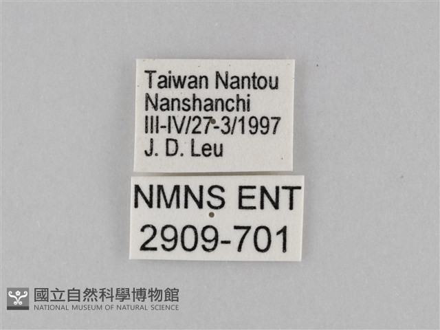 雙標紫斑蝶藏品圖，第3張