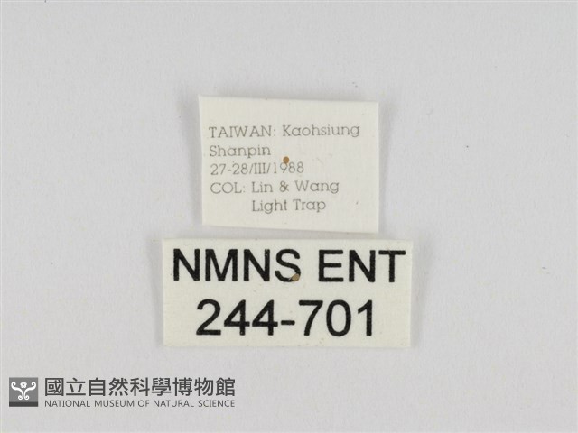 線紋篩蛾藏品圖，第3張