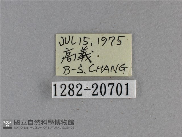 黃星弄蝶藏品圖，第3張