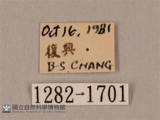 裂斑鷹翅天蛾藏品圖，第3張