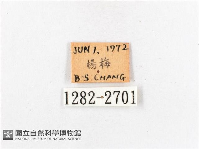 木毒蛾藏品圖，第3張