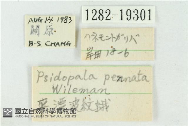 臺美波紋蛾藏品圖，第3張