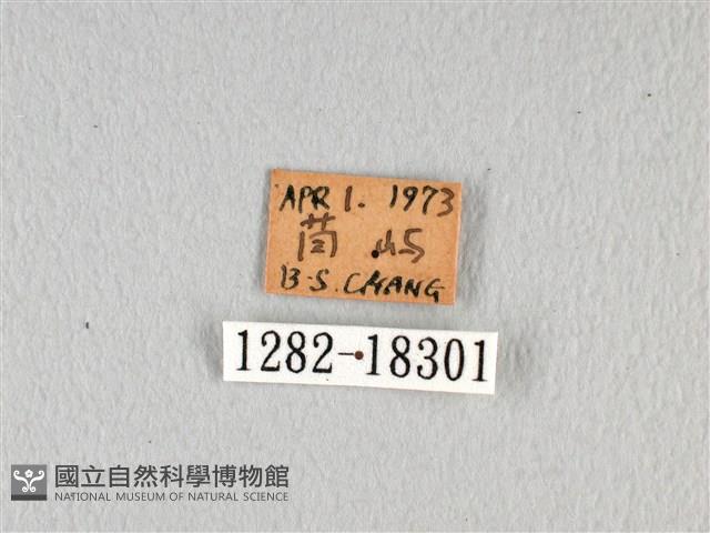 翠鳳蝶蘭嶼亞種藏品圖，第3張