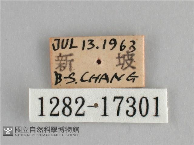 遷粉蝶、淡黃蝶藏品圖，第3張