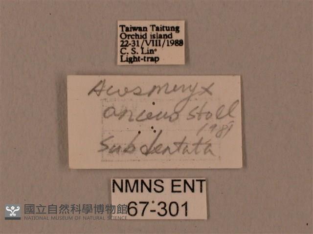 姬缺角天蛾藏品圖，第3張