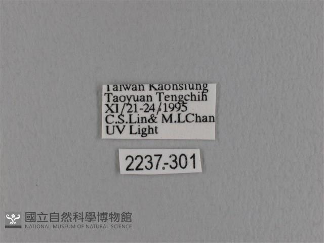 波紋枯葉蛾藏品圖，第3張