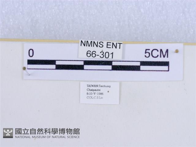 巨網燈蛾藏品圖，第3張