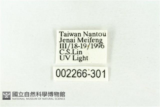 樹形尺蛾藏品圖，第3張