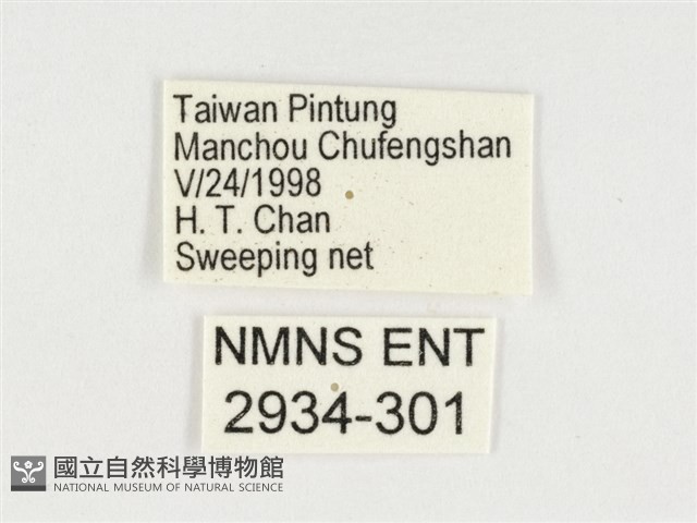 小紫斑蝶藏品圖，第3張