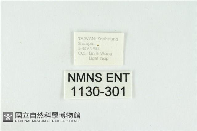 黑翅黃毒蛾藏品圖，第3張