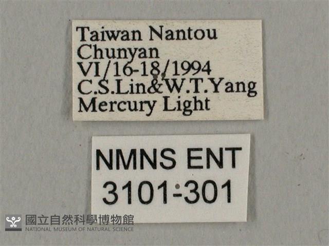 黑帶鷹翅天蛾藏品圖，第3張