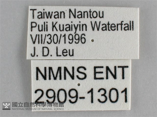 細帶環蛺蝶藏品圖，第3張