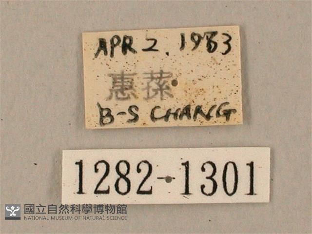 臺灣鋸翅天蛾藏品圖，第3張