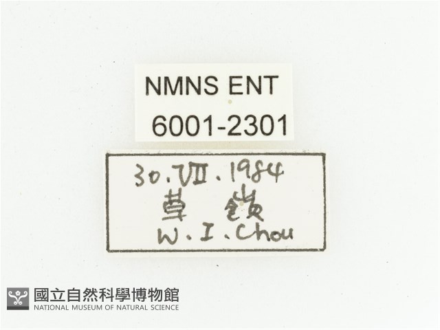 黃斑陷紋金龜藏品圖，第2張