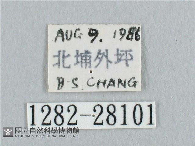 銀斑黃鉤蛾藏品圖，第3張