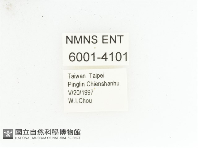 黃肩長腳花金龜藏品圖，第2張