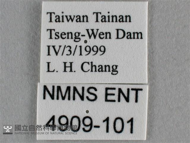 蘇鐵綺灰蝶藏品圖，第3張