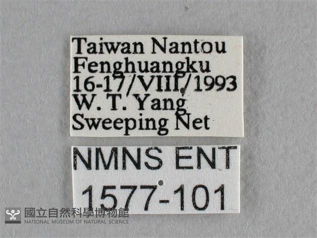 異色尖粉蝶藏品圖，第3張