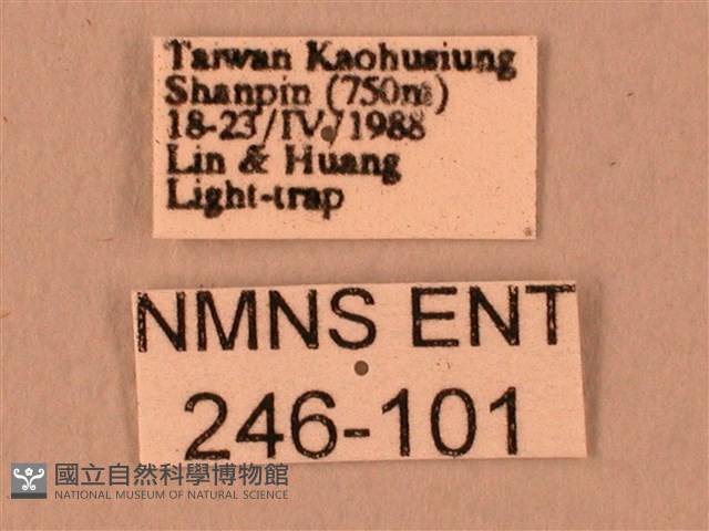 波紋豆天蛾藏品圖，第3張