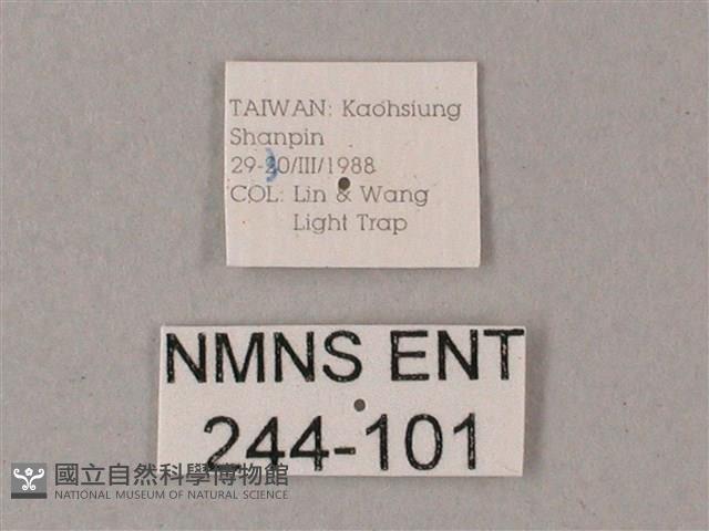 雙斑白肩天蛾藏品圖，第3張