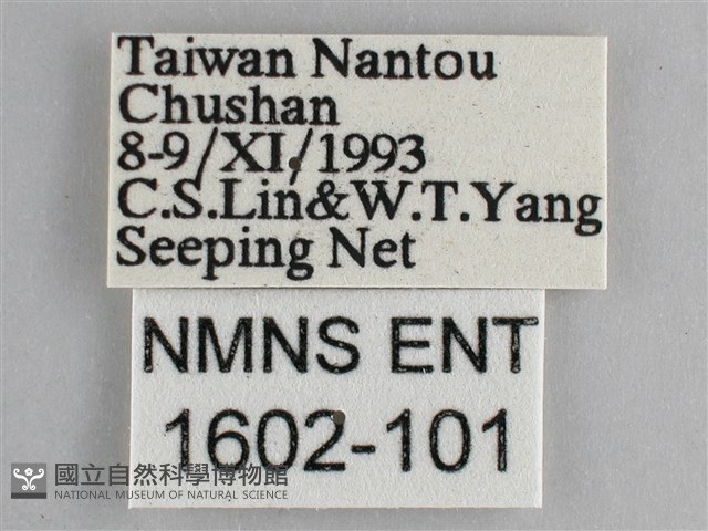 藍紋鋸眼蝶藏品圖，第3張