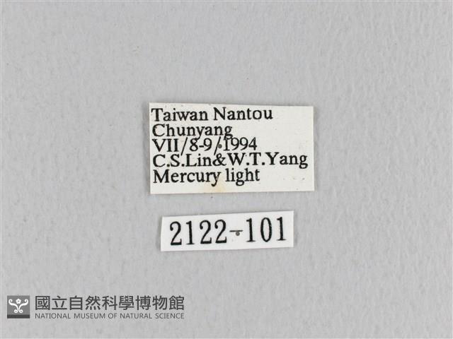 黃斑枯葉蛾藏品圖，第3張