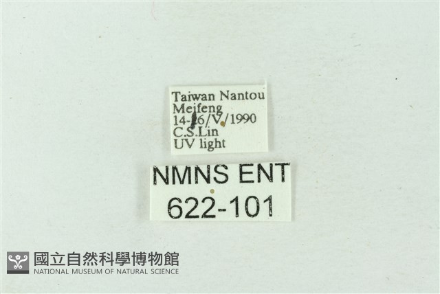 臺雪苔蛾藏品圖，第3張