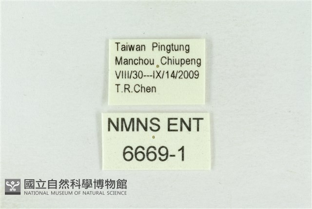 波紋眼蛺蝶藏品圖，第3張