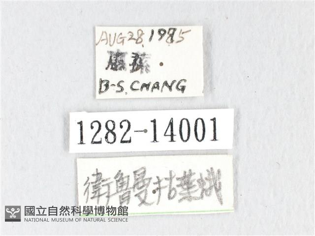 銀肩枯葉蛾藏品圖，第3張