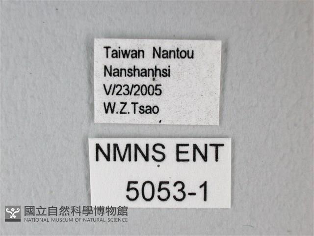 細邊琉灰蝶藏品圖，第3張