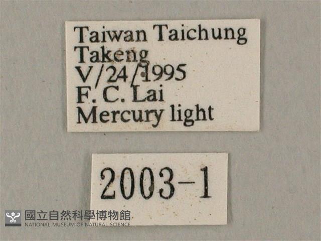 白點天蛾 藏品圖，第3張