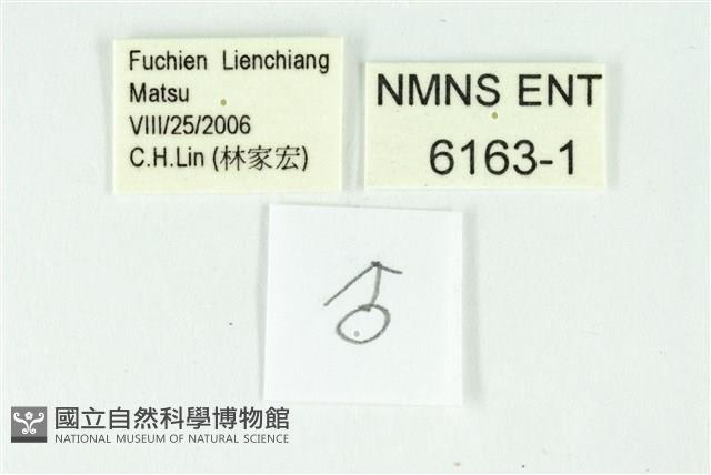 燕藍灰蝶藏品圖，第3張