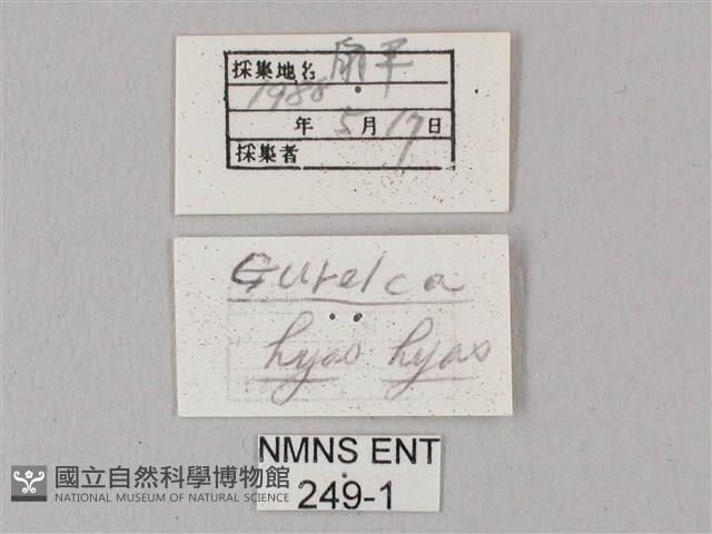 凹緣天蛾藏品圖，第3張