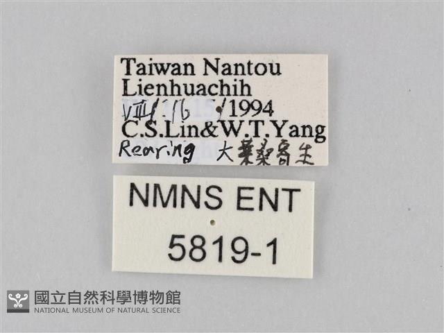 豔粉蝶藏品圖，第3張