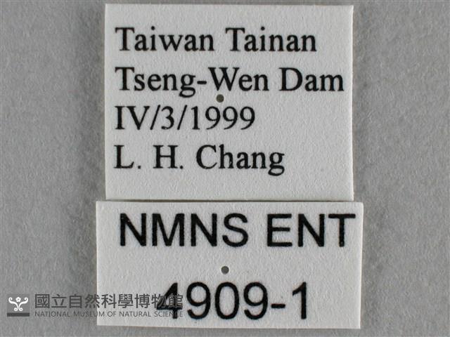 蘇鐵綺灰蝶藏品圖，第3張