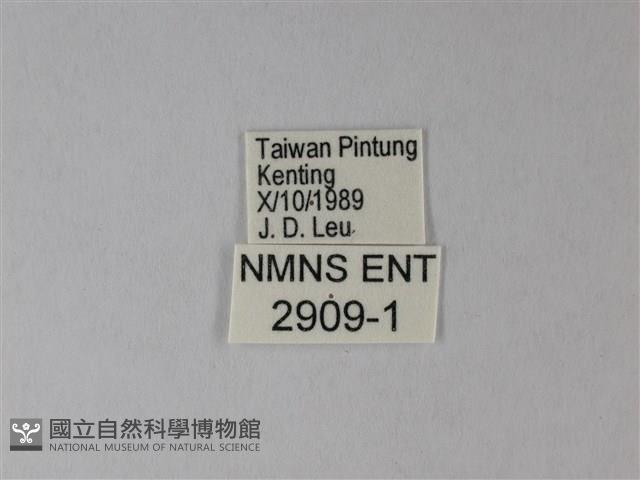 荷氏黃蝶藏品圖，第3張