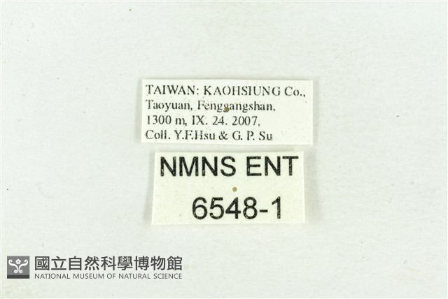 文龍波眼蝶藏品圖，第3張