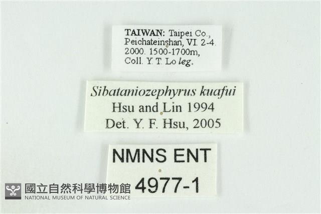 夸父璀灰蝶藏品圖，第3張