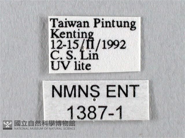 長尾水青蛾藏品圖，第3張