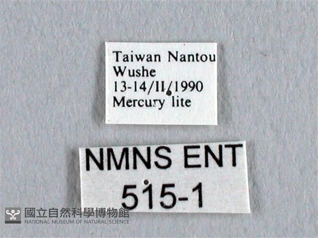 長尾水青蛾藏品圖，第3張