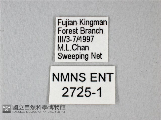 白粉蝶、紋白蝶藏品圖，第3張