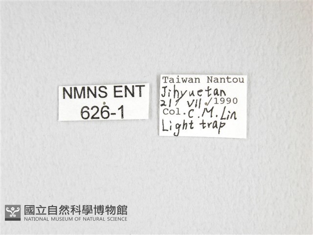 大透目天蠶蛾藏品圖，第3張