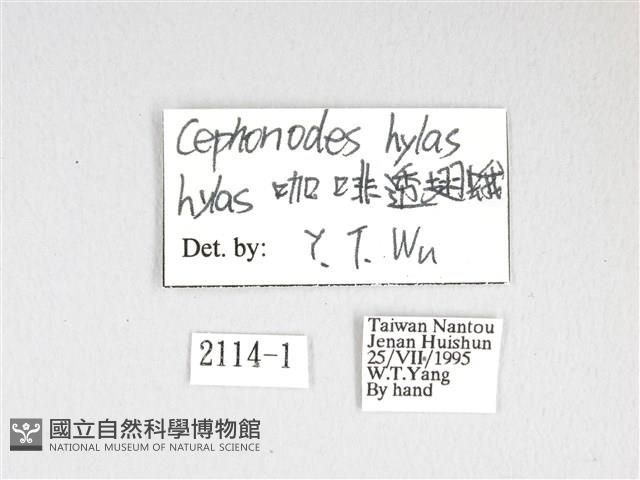 大透翅天蛾藏品圖，第3張