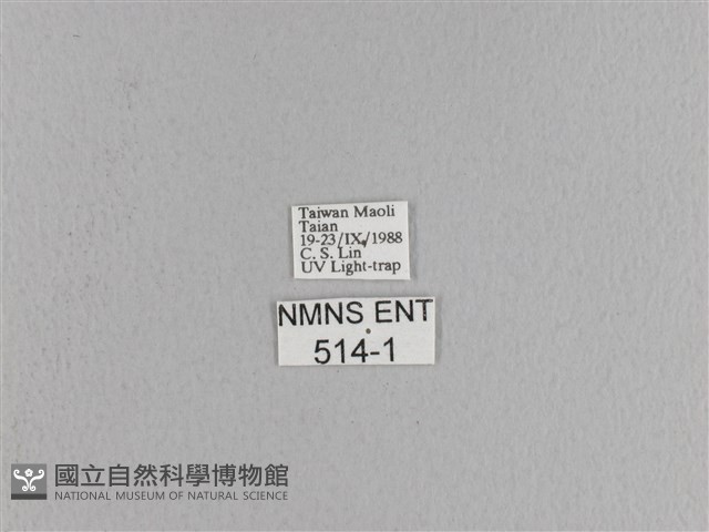 松大毛蟲藏品圖，第3張