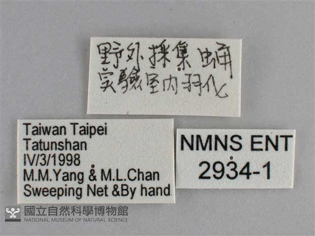 圓翅紫斑蝶藏品圖，第3張