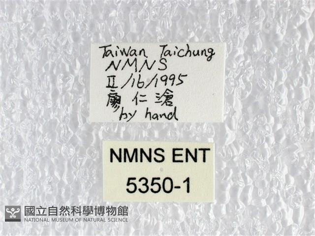 翠斑青鳳蝶藏品圖，第3張