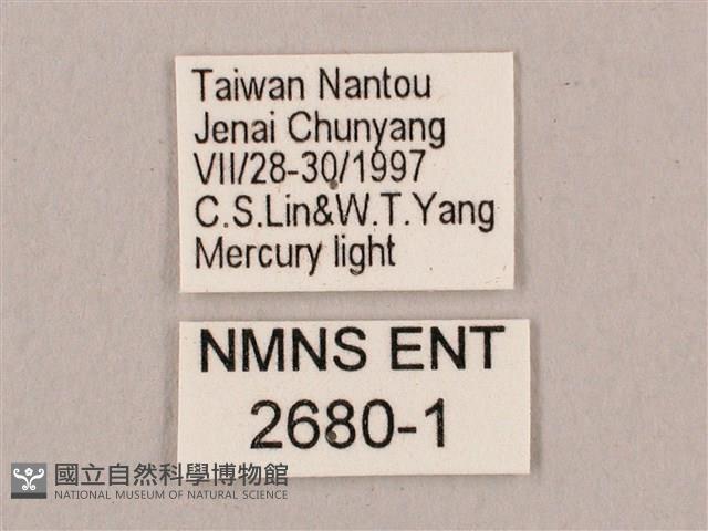 直翅六點天蛾藏品圖，第3張